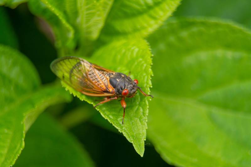 Periodical cicadas will be emerging across much of Illinois in 2024.