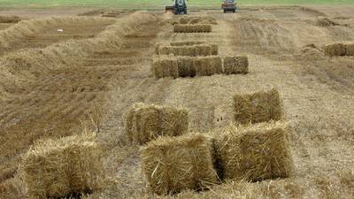 Slight increase in wheat, oat production