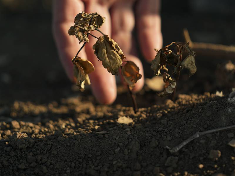 La Niña is back, but it’s weak and may be brief