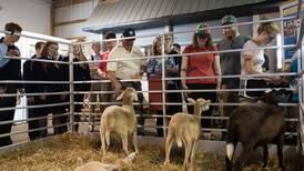 State Fair in sheep shape