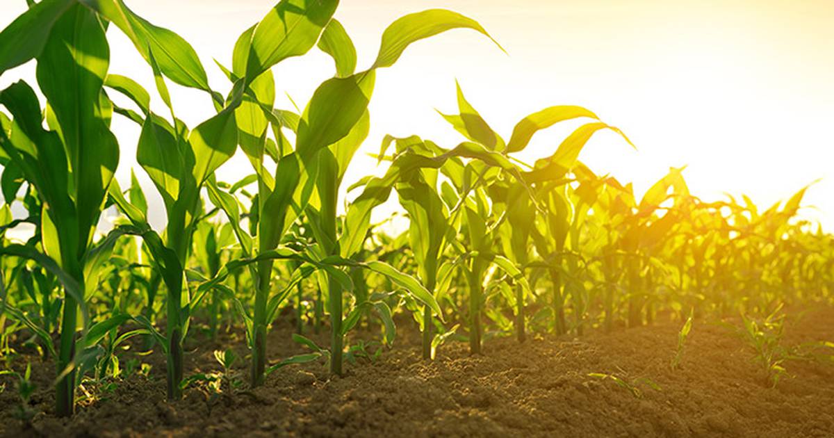 Herbicide investment can pay off now and later, too – AgriNews