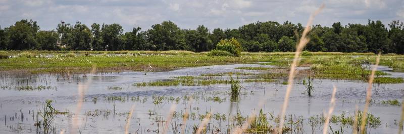 NRCS in Indiana is investing up to $1.25 million in a Wetland Reserve Enhancement Partnership project to bring together partners and landowners to voluntarily return critical wetland functions to agricultural landscapes.