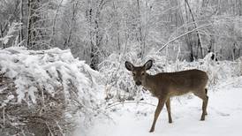 Lack of snow, warm conditions lead to 16% drop in opening weekend deer kill 